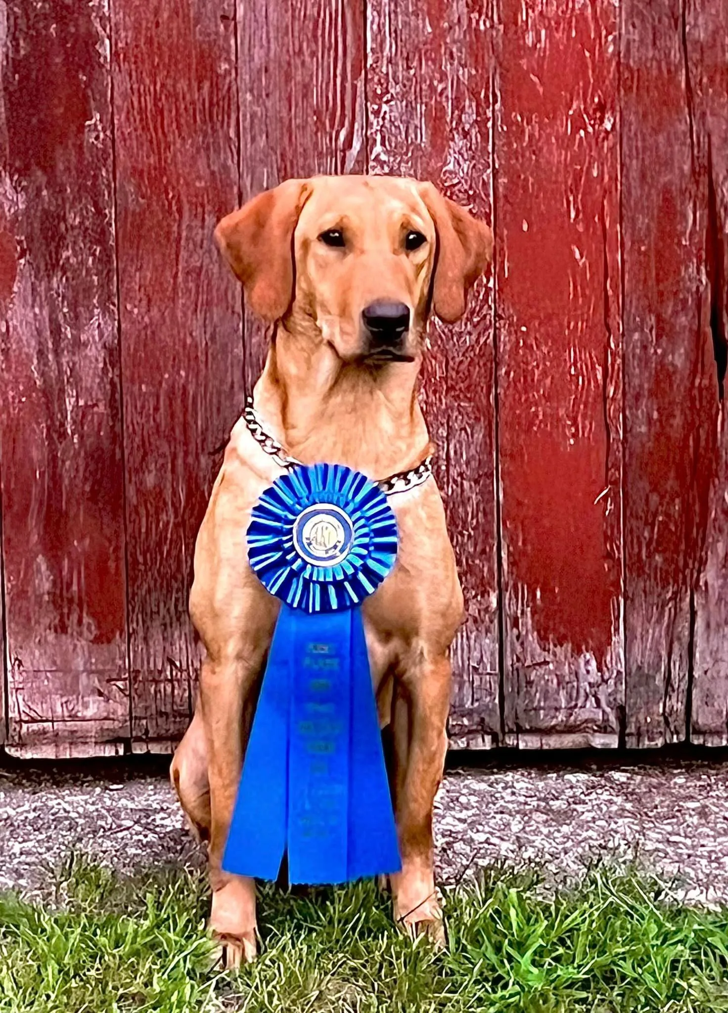 Quick Trigger Kennels photo 41