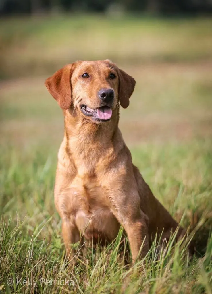 Quick Trigger Kennels photo 42