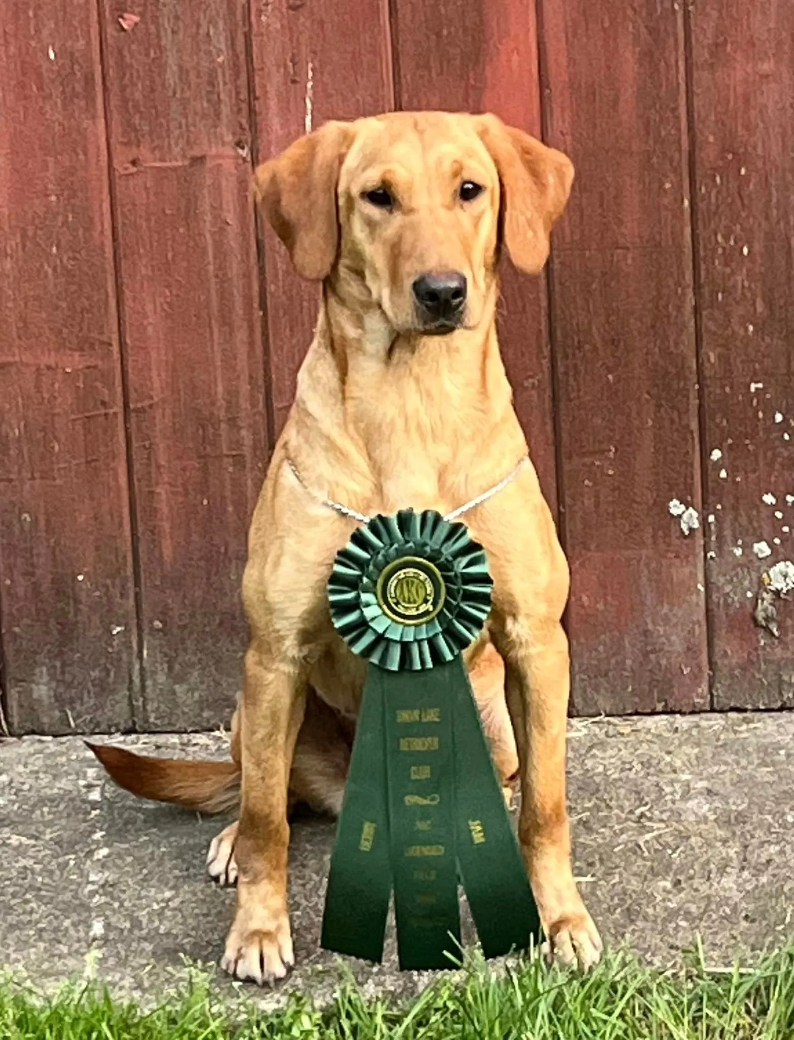 Quick Trigger Kennels photo 43