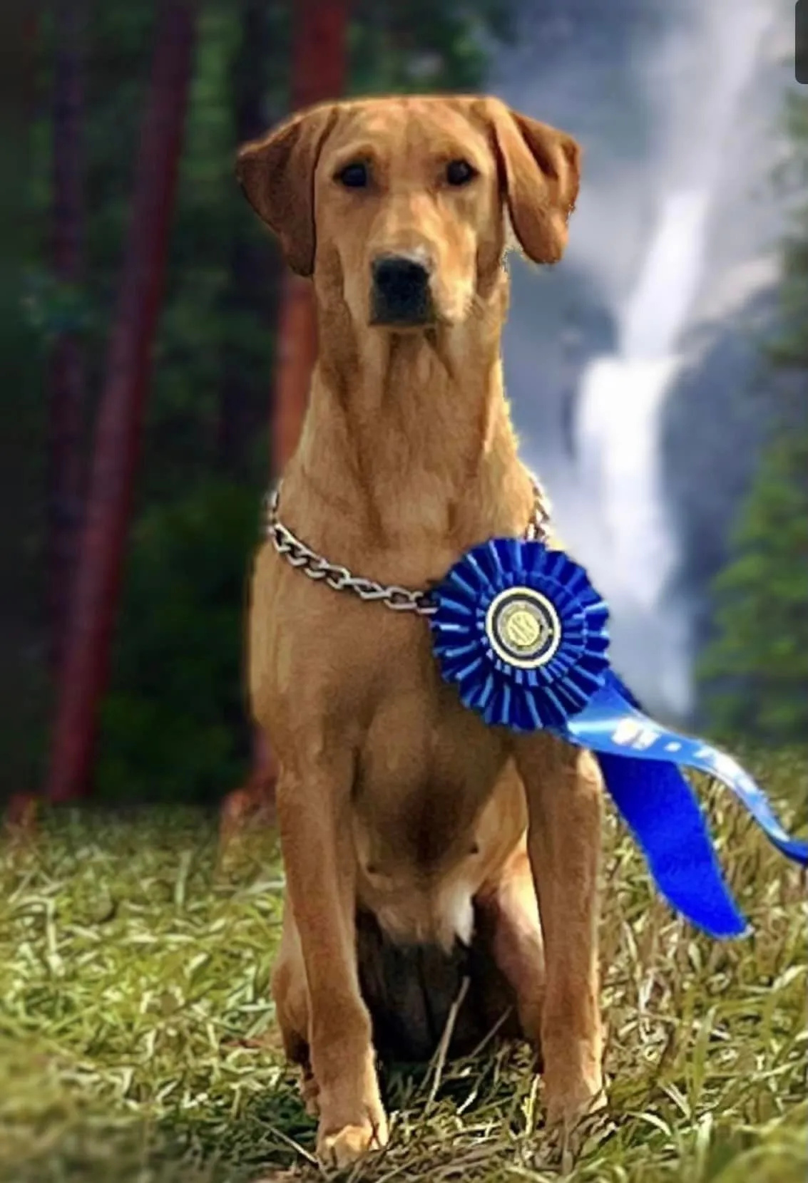Quick Trigger Kennels photo 44