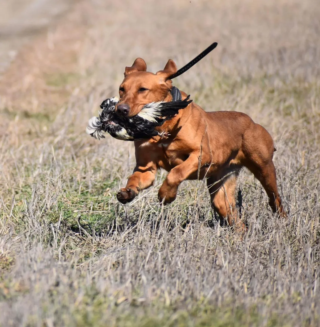 Quick Trigger Kennels photo 45
