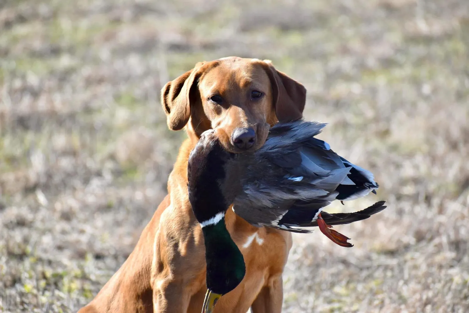 Quick Trigger Kennels photo 46