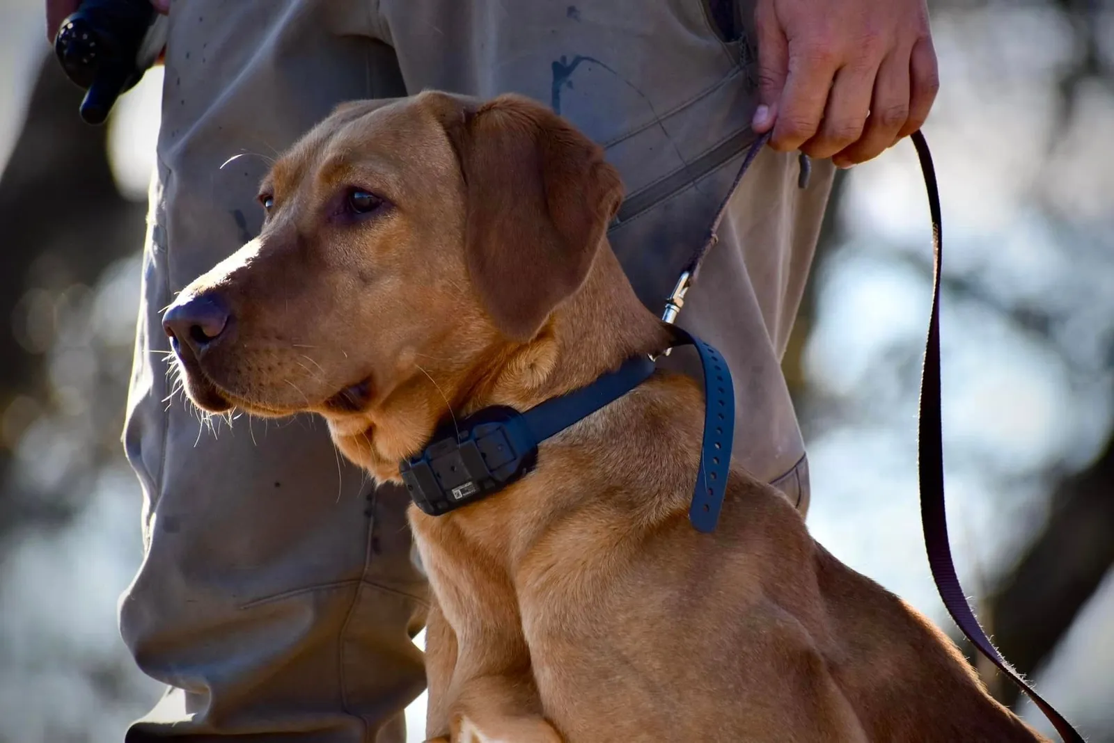 Quick Trigger Kennels photo 48