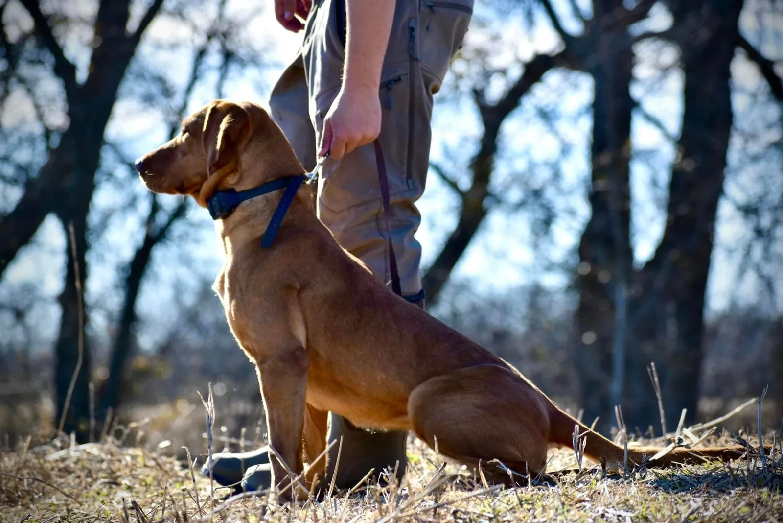 Quick Trigger Kennels photo 50