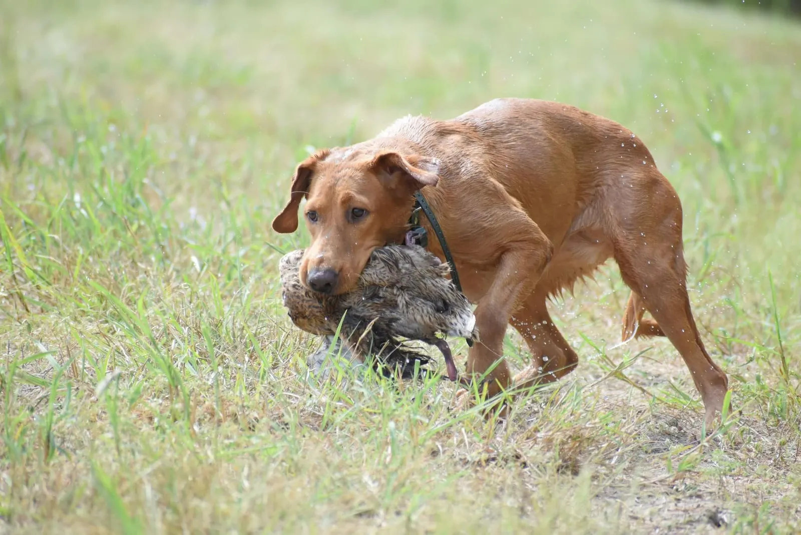Quick Trigger Kennels photo 51