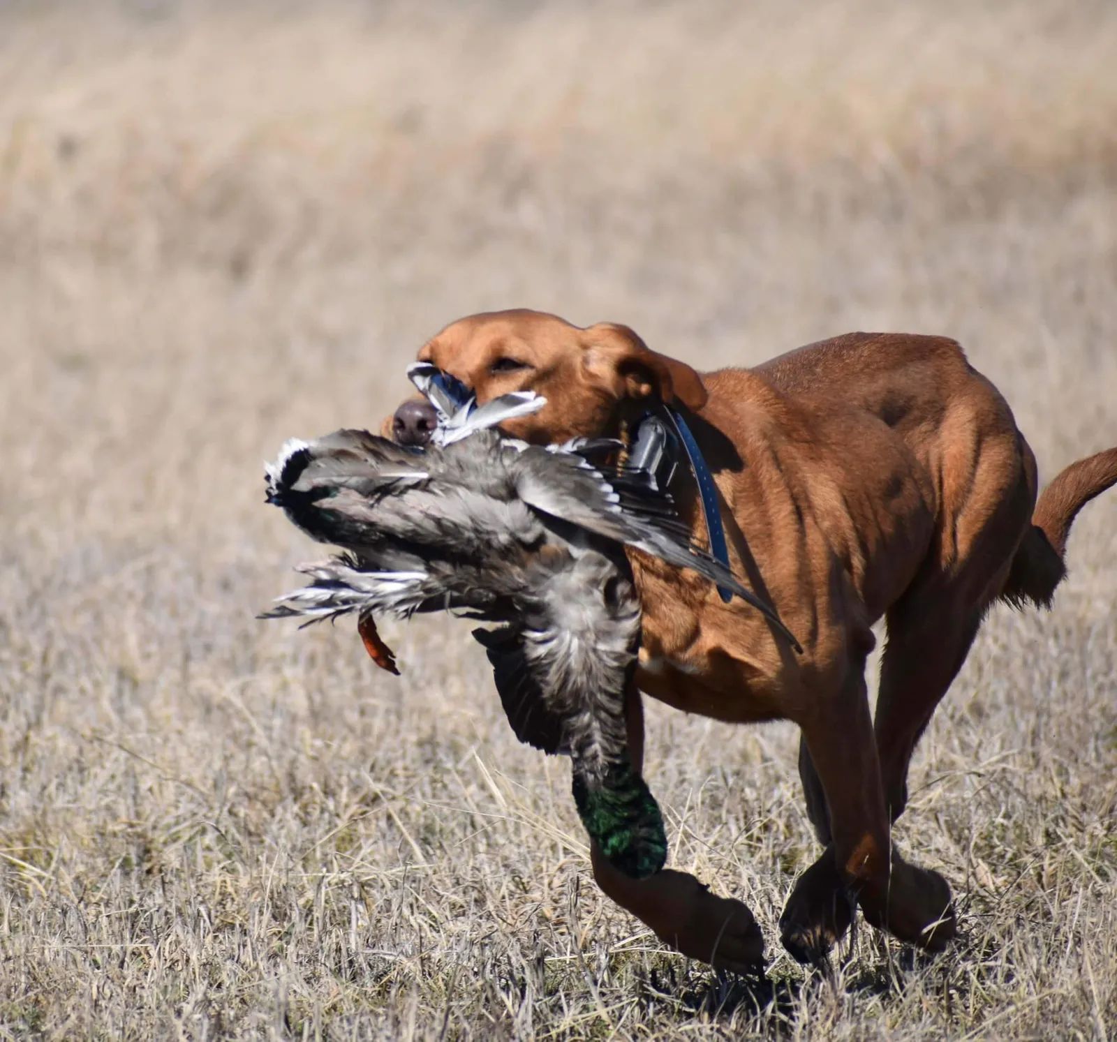 Quick Trigger Kennels photo 52