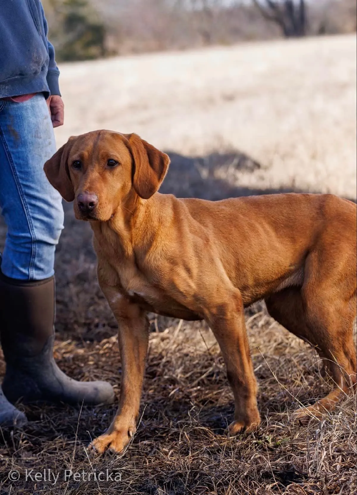 Quick Trigger Kennels photo 53