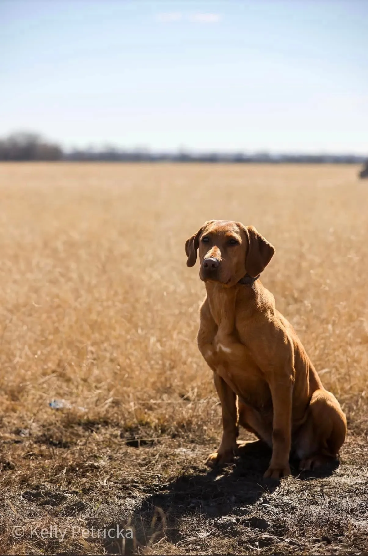 Quick Trigger Kennels photo 55