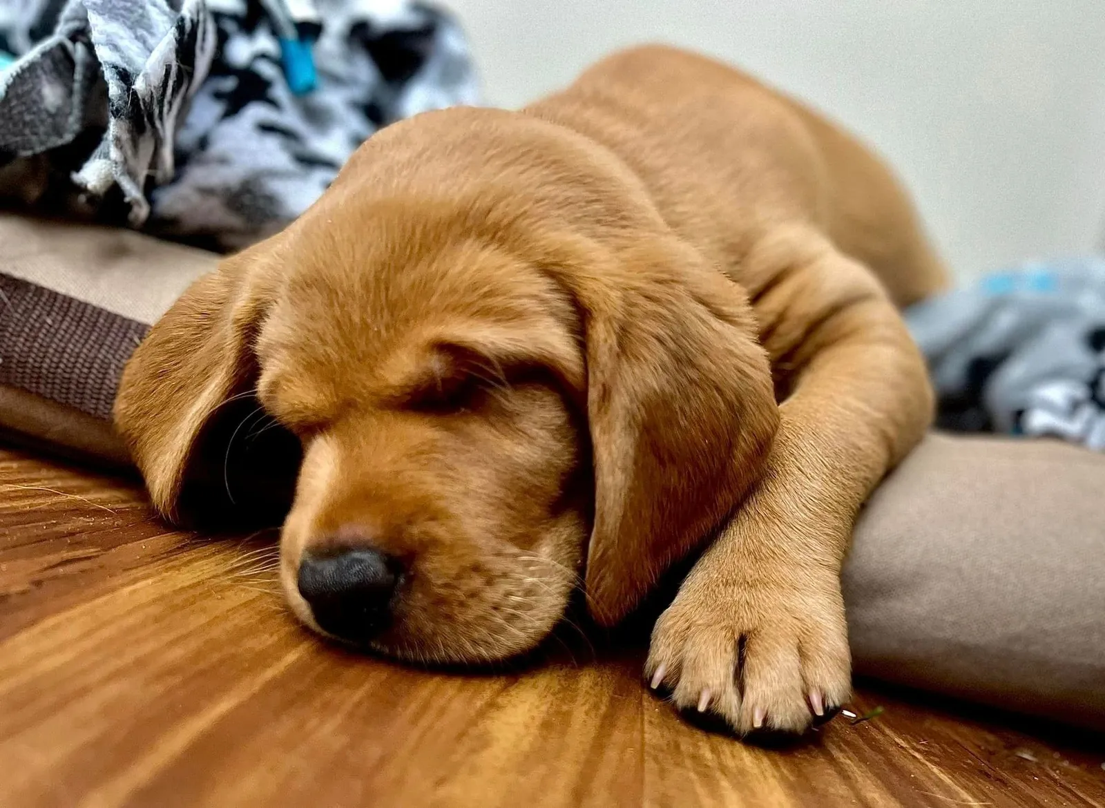 Quick Trigger Kennels photo 57