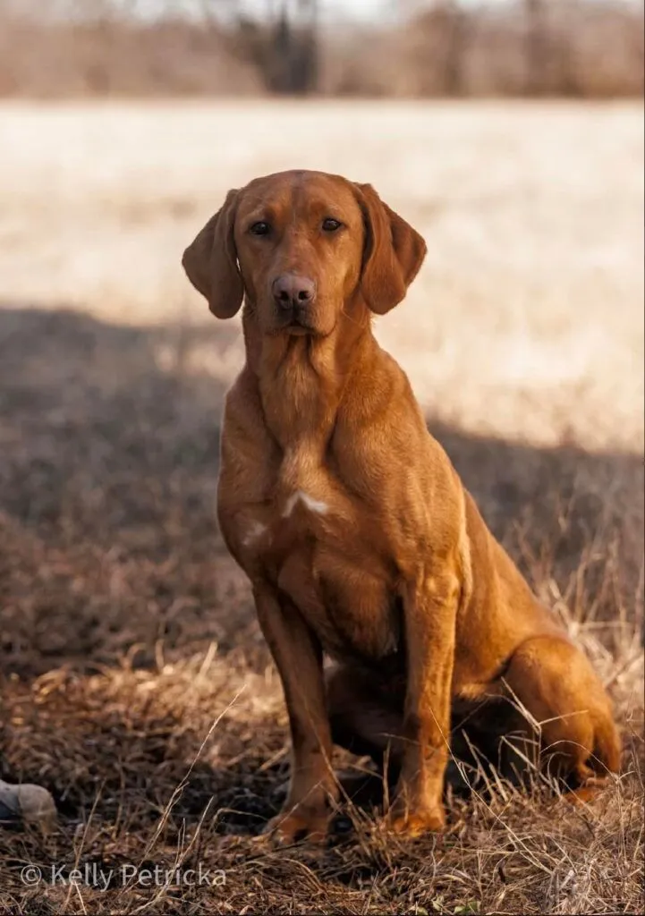 Quick Trigger Kennels photo 58