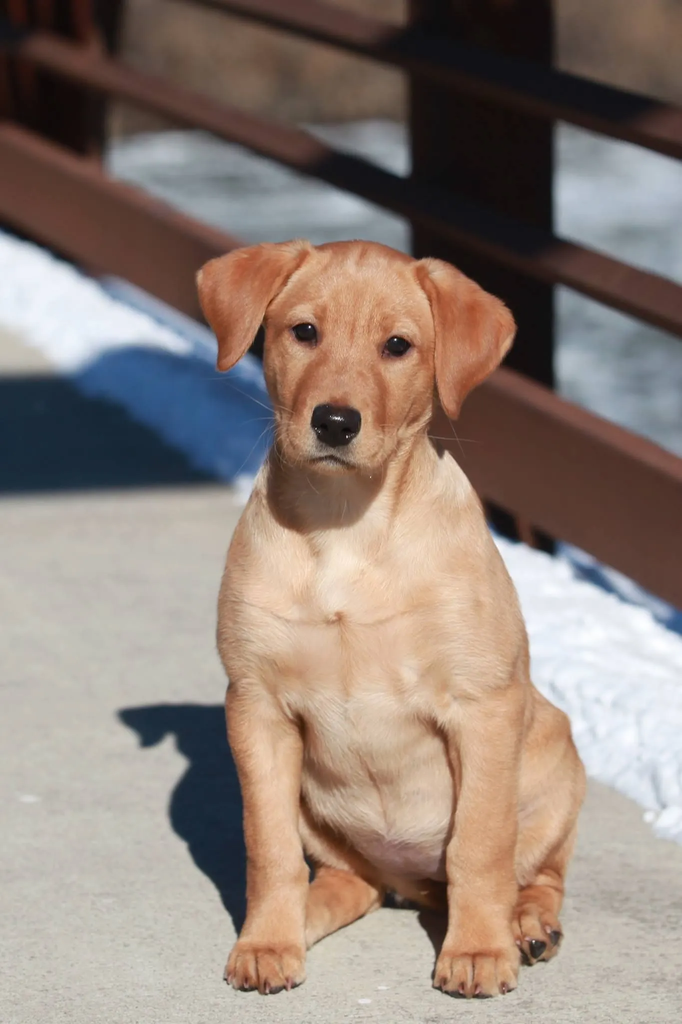 Quick Trigger Kennels photo 61