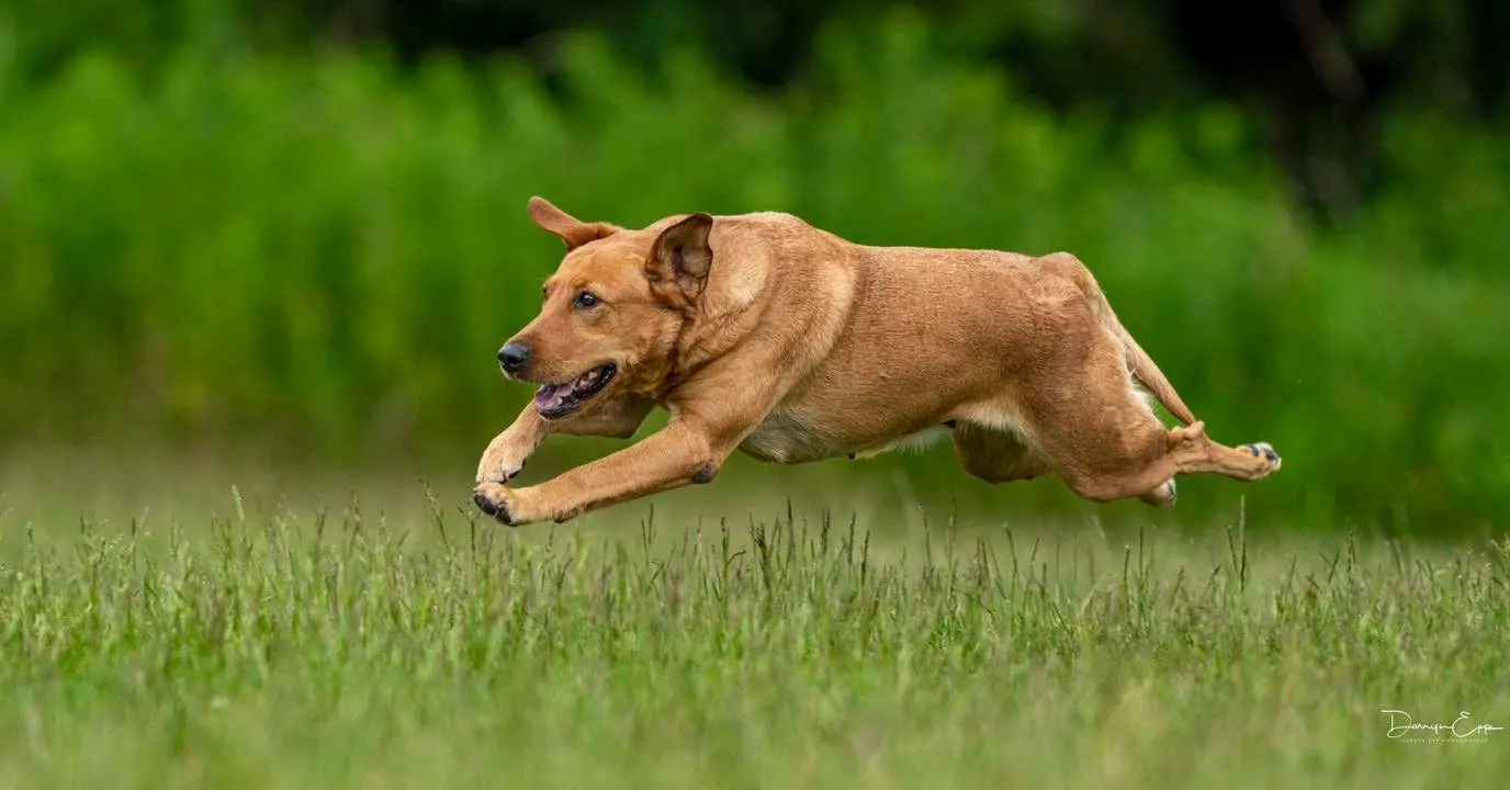 Quick Trigger Kennels photo 62