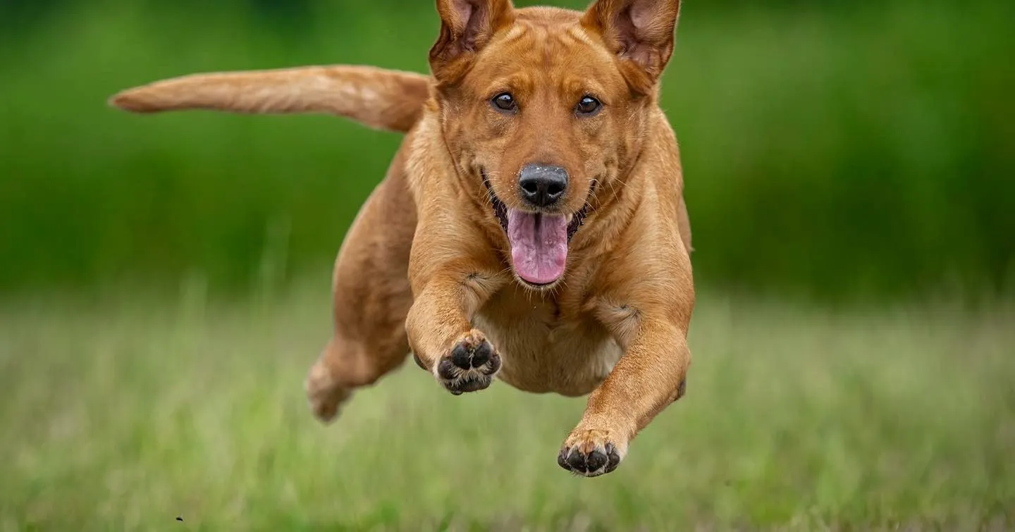 Quick Trigger Kennels photo 63