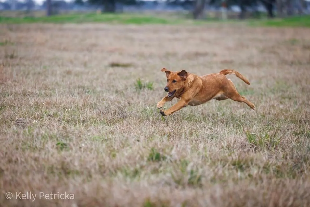 Quick Trigger Kennels photo 64