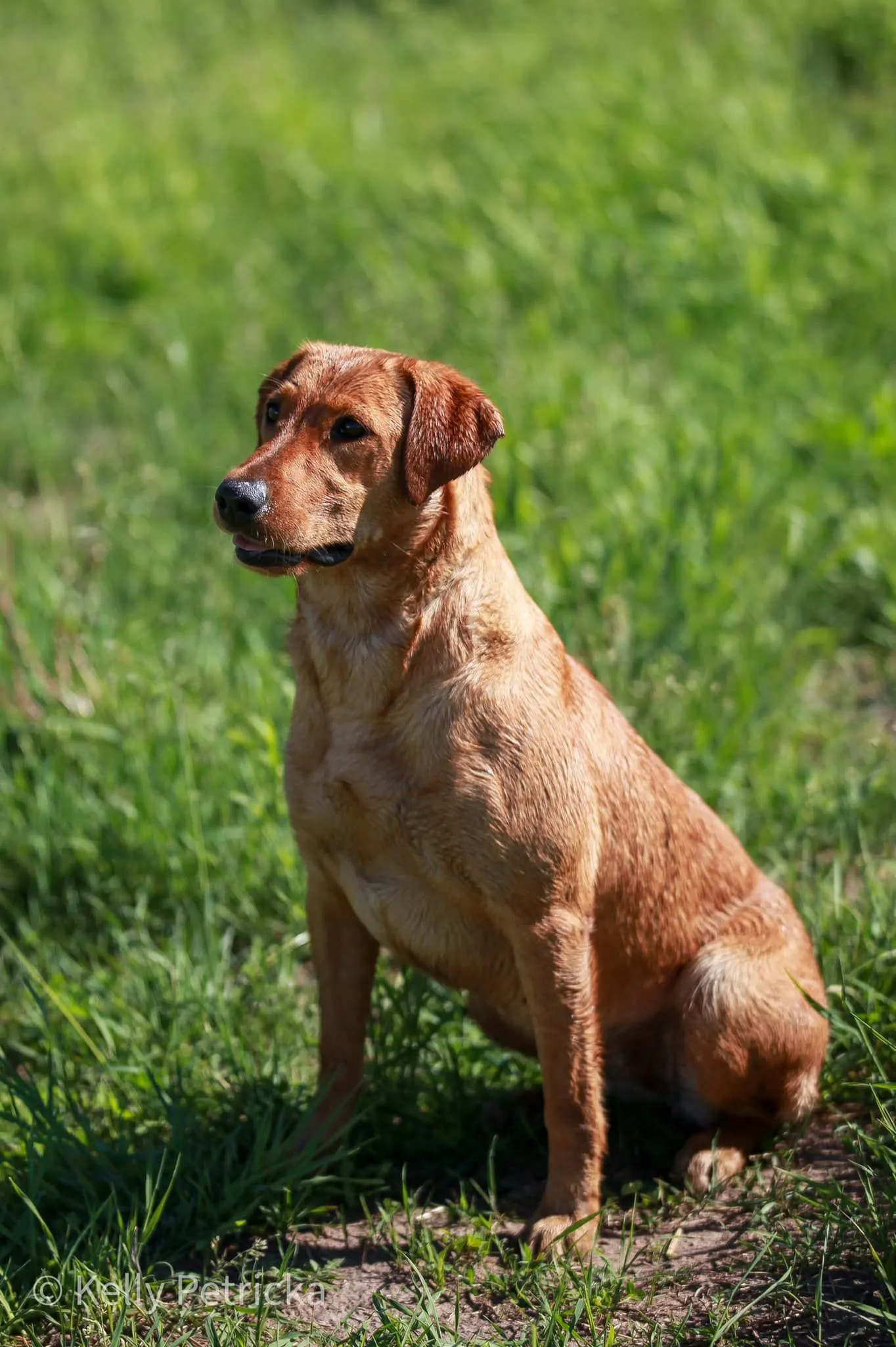 Quick Trigger Kennels photo 65