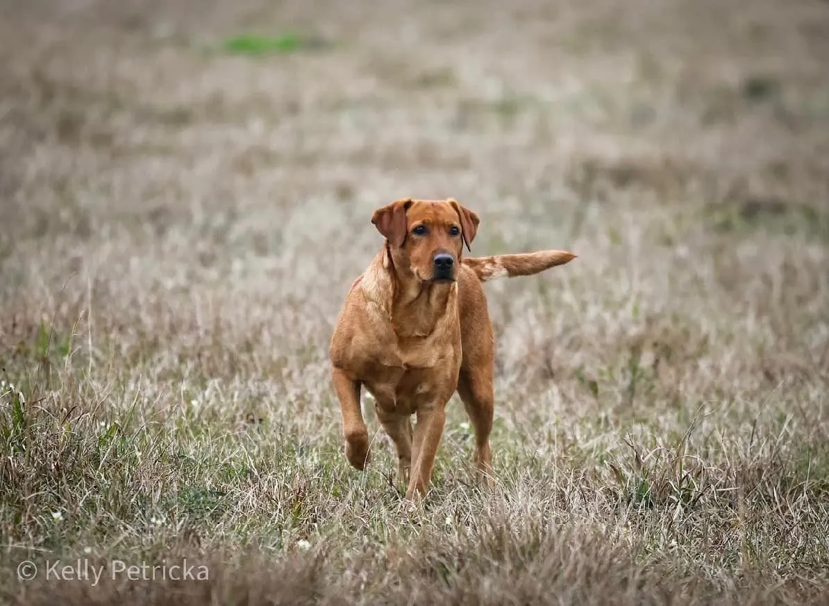Quick Trigger Kennels photo 66