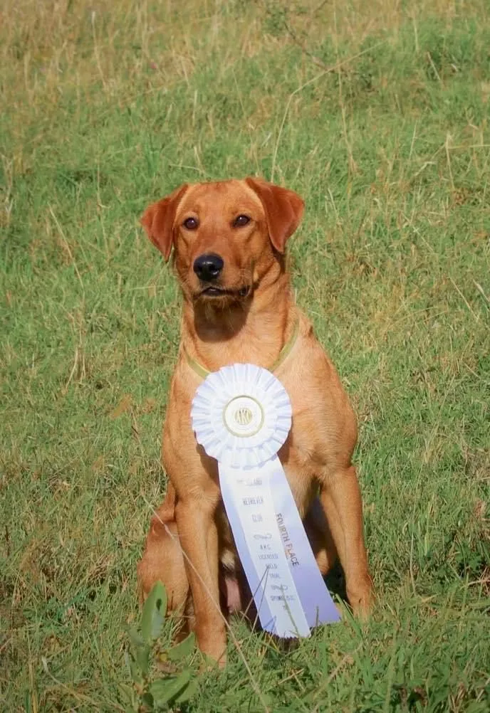 Quick Trigger Kennels photo 67