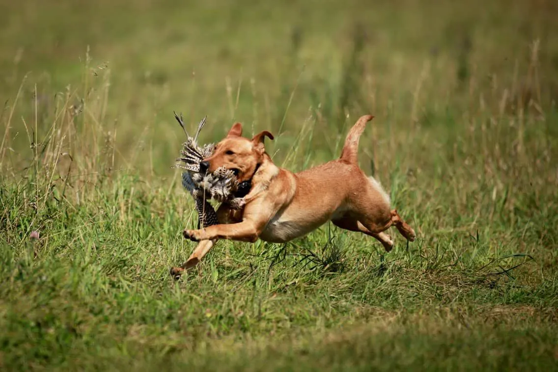 Quick Trigger Kennels photo 68