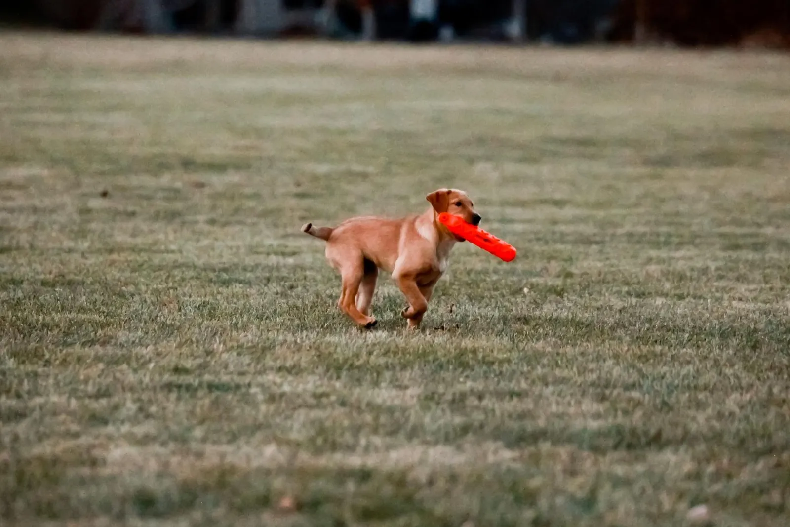 Quick Trigger Kennels photo 69