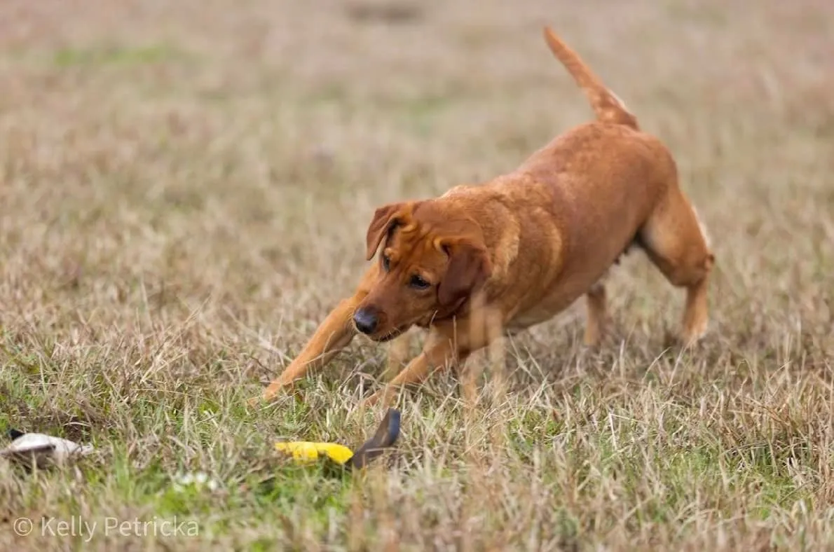 Quick Trigger Kennels photo 70