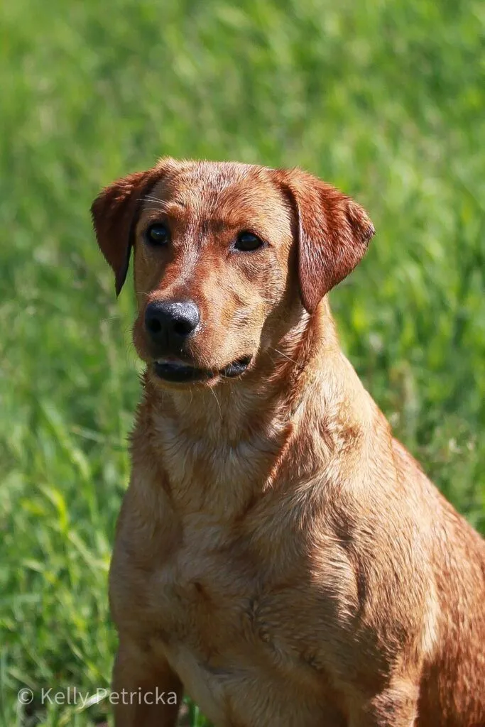 Quick Trigger Kennels photo 71
