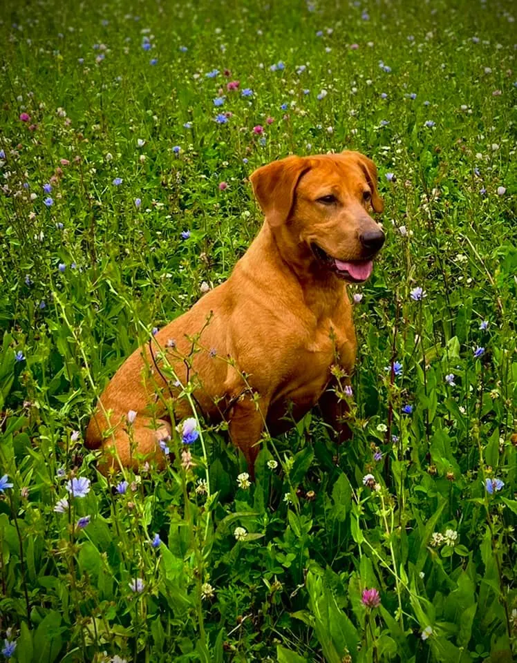 Quick Trigger Kennels photo 72
