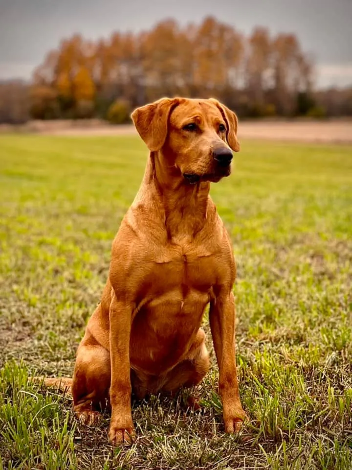 Quick Trigger Kennels photo 73