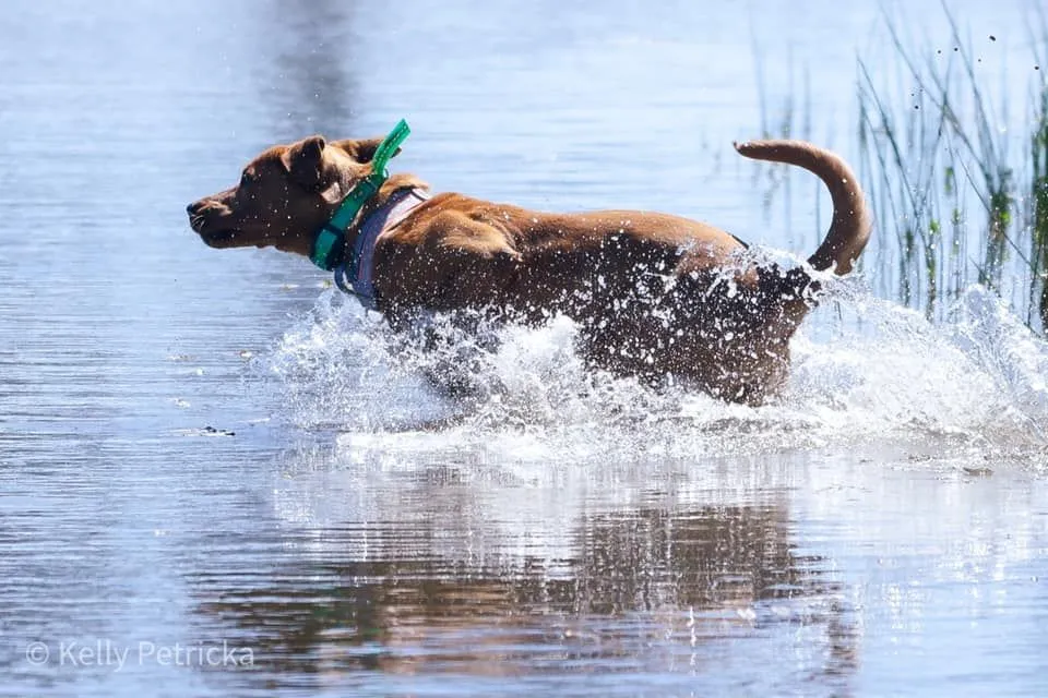 Quick Trigger Kennels photo 75