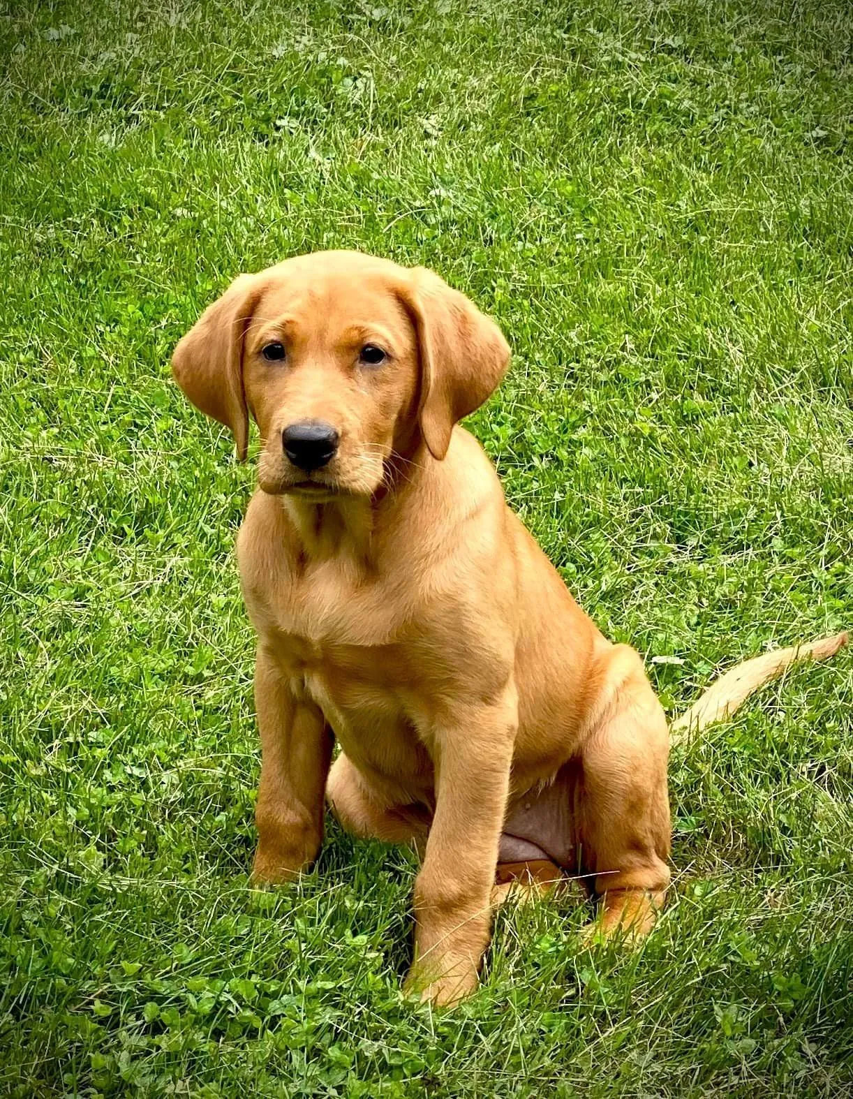 Quick Trigger Kennels photo 76