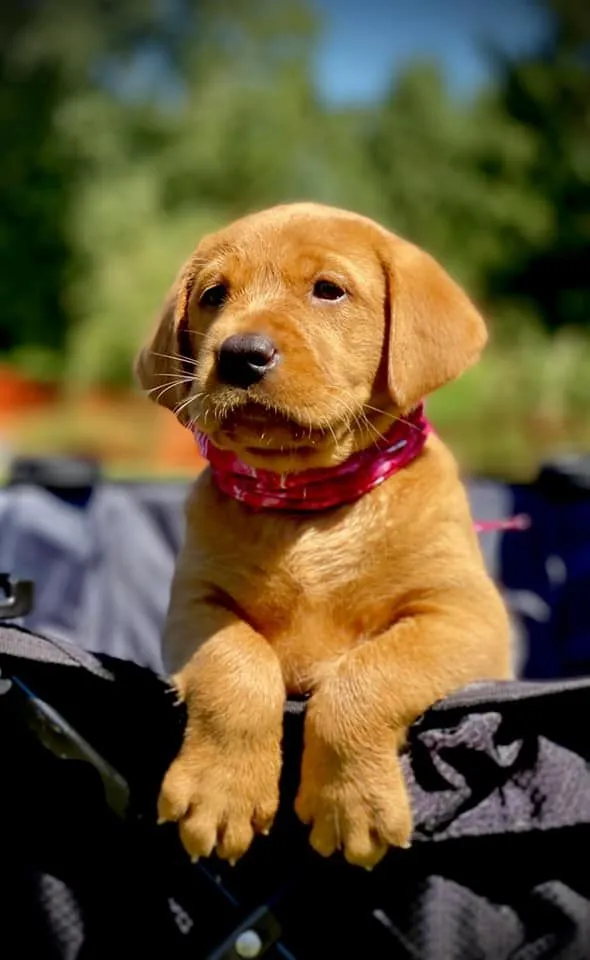 Quick Trigger Kennels photo 77