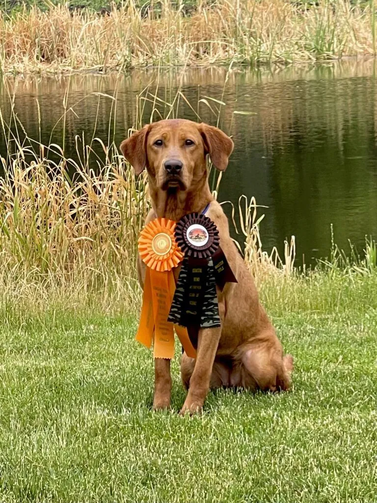 Quick Trigger Kennels photo 83