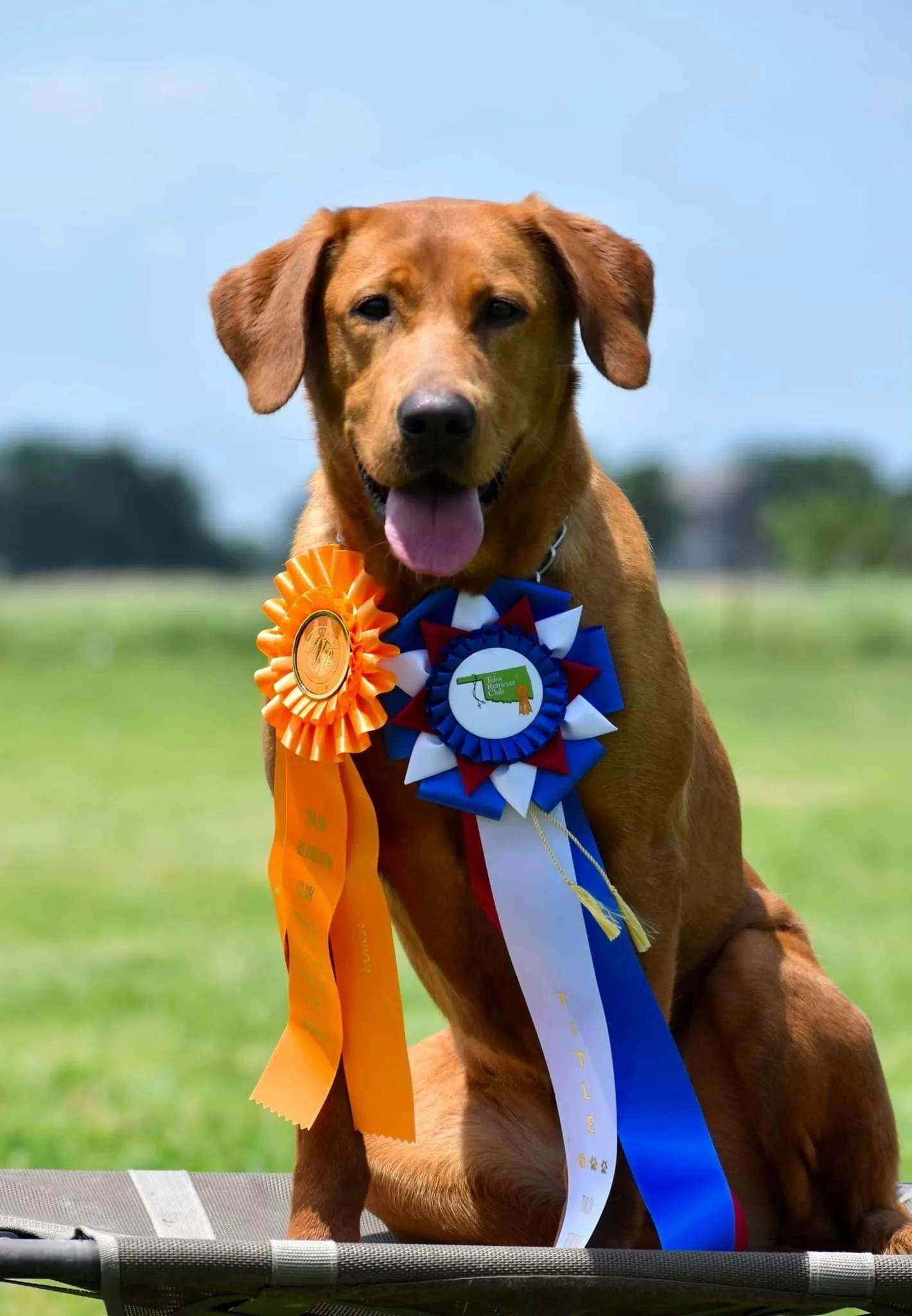 Quick Trigger Kennels photo 84