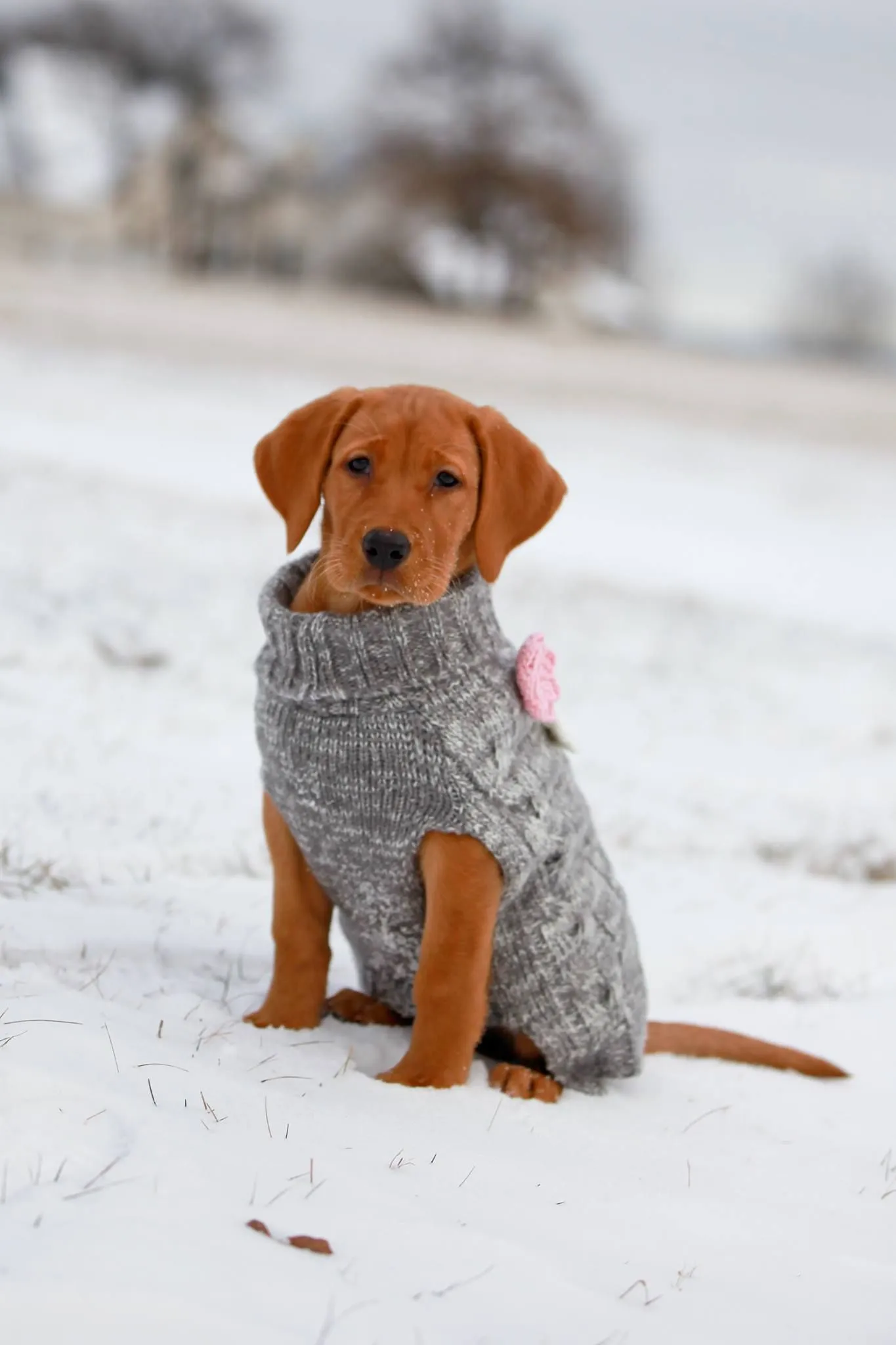 Quick Trigger Kennels photo 85