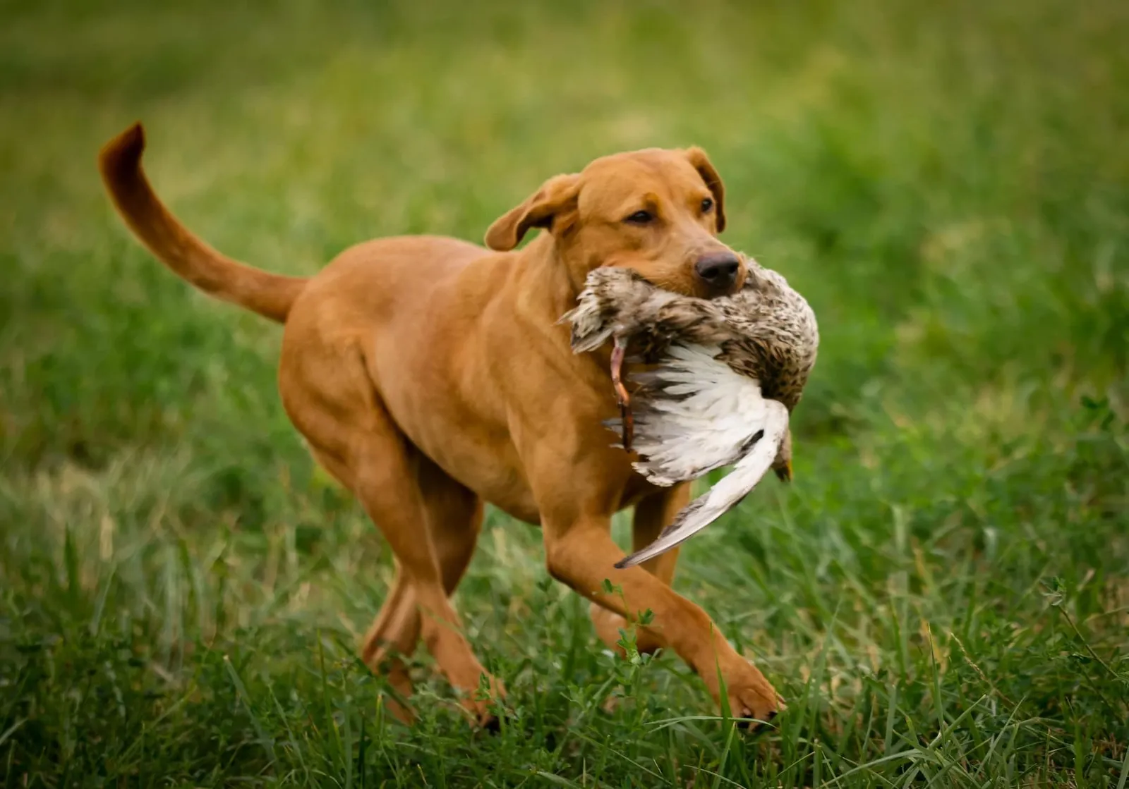 Quick Trigger Kennels photo 86