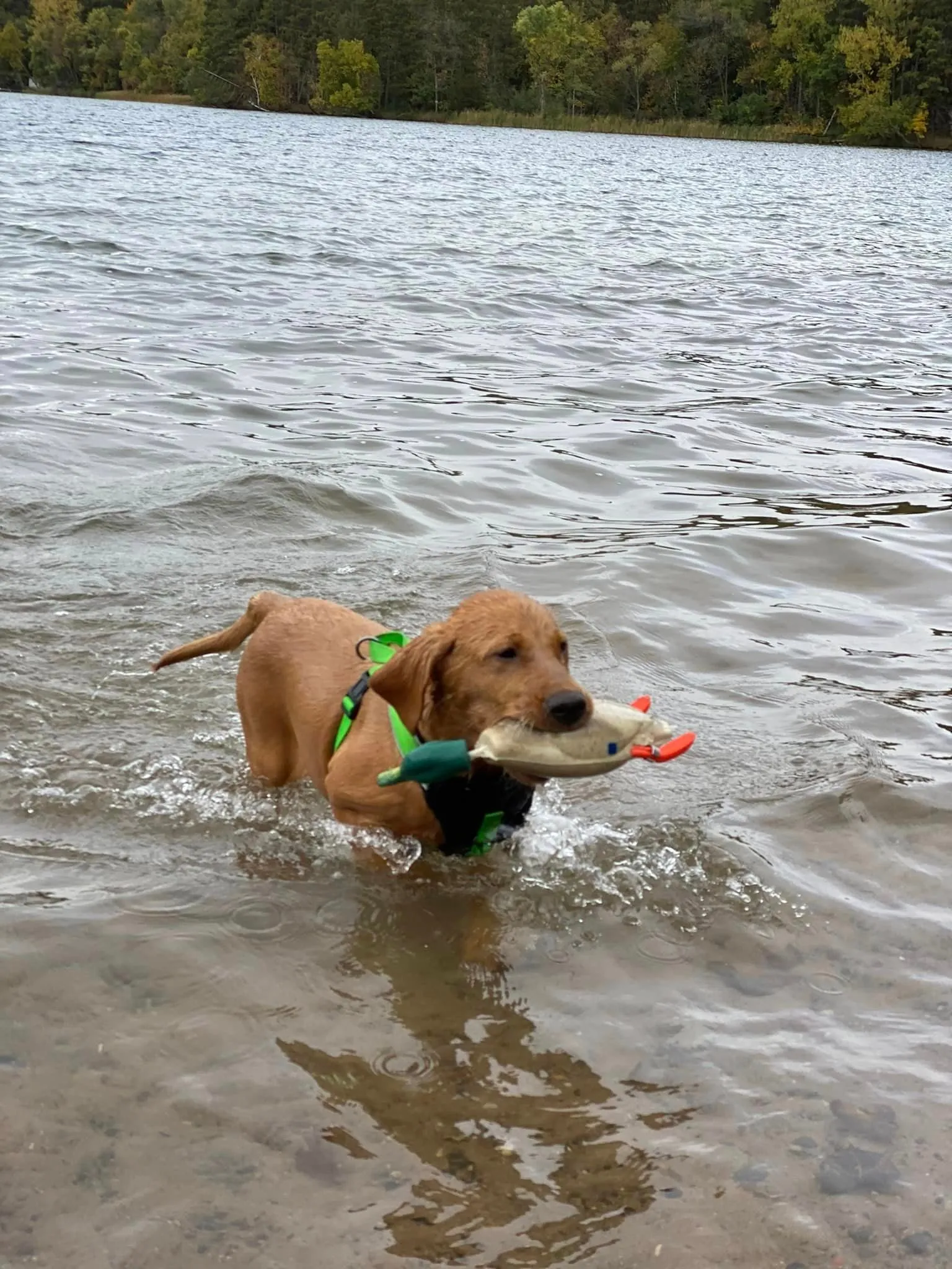 Quick Trigger Kennels photo 91