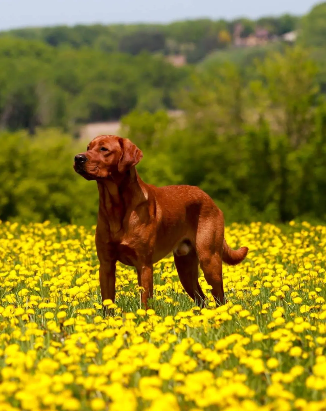 Quick Trigger Kennels photo 92
