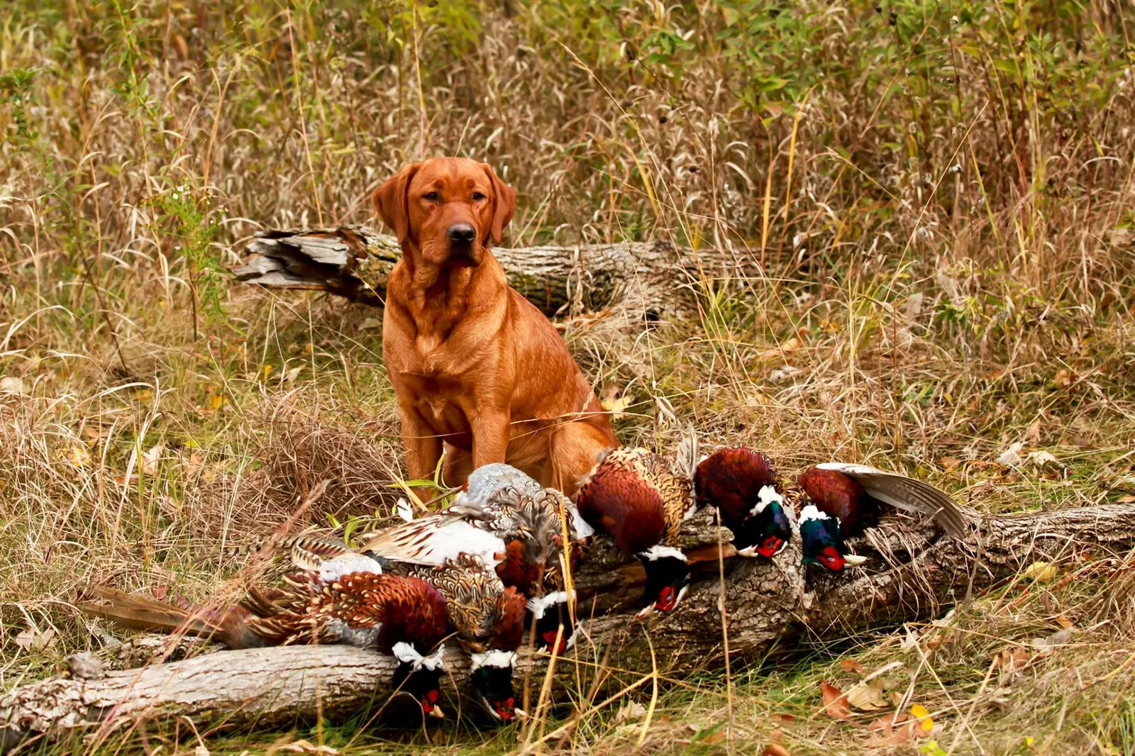 Quick Trigger Kennels photo 93