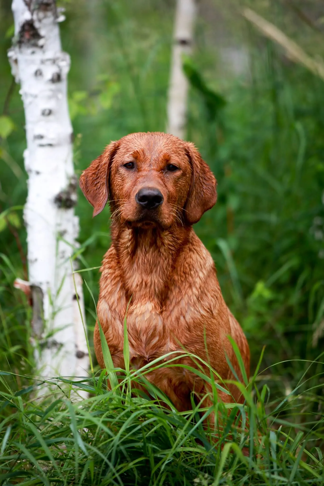 Quick Trigger Kennels photo 94