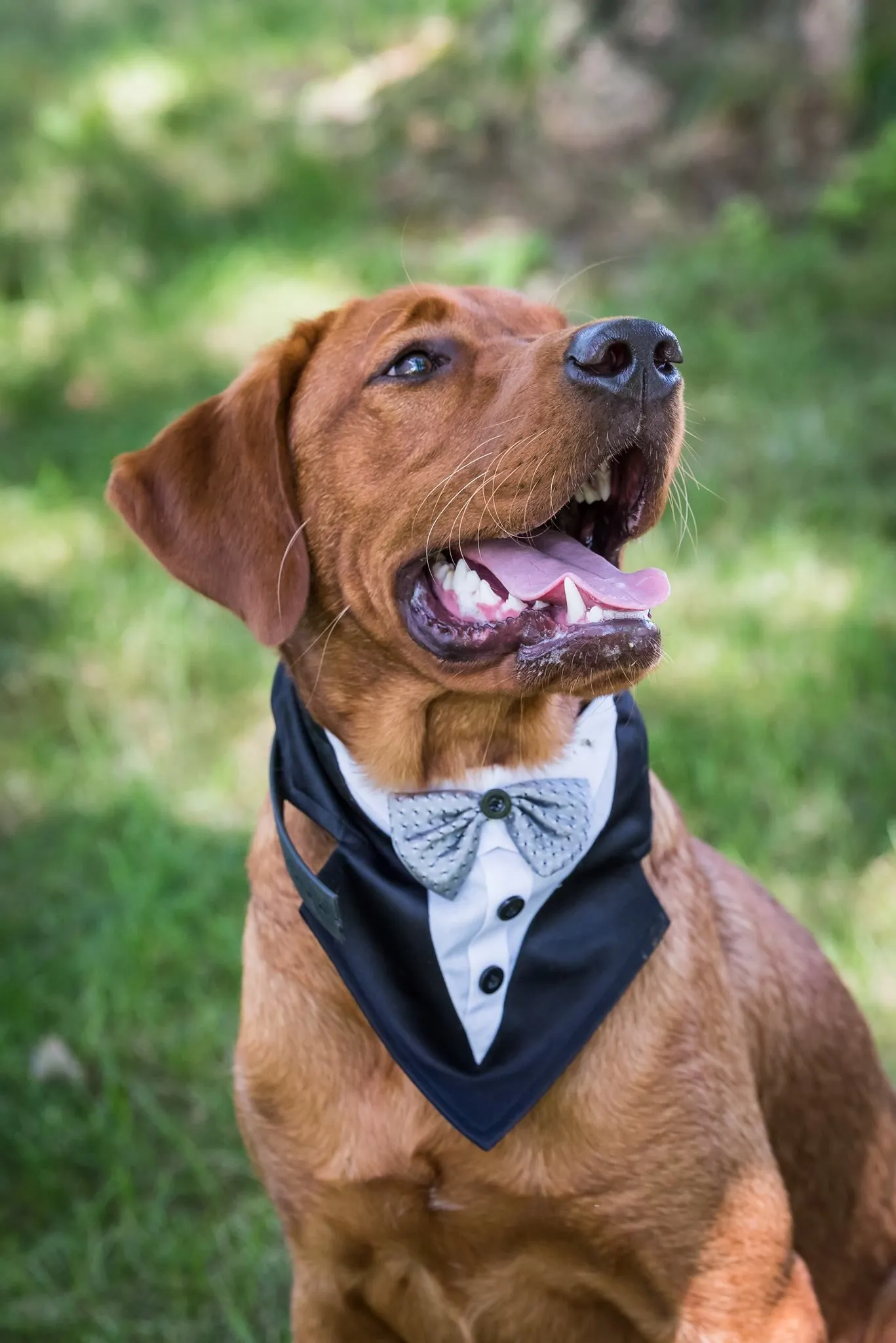 Quick Trigger Kennels photo 95