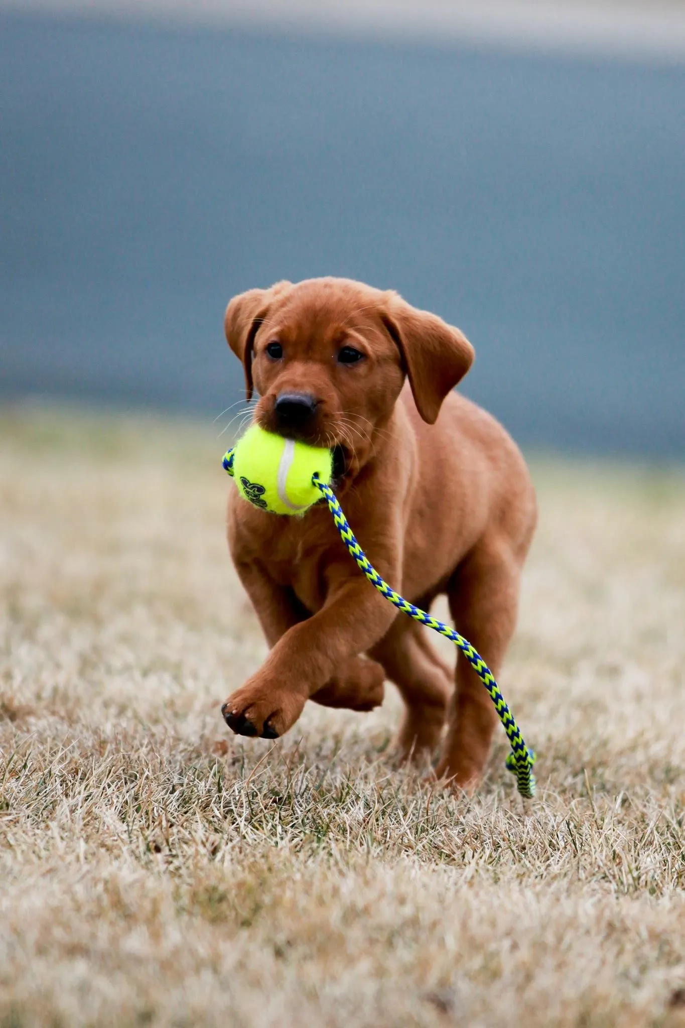 Quick Trigger Kennels photo 96