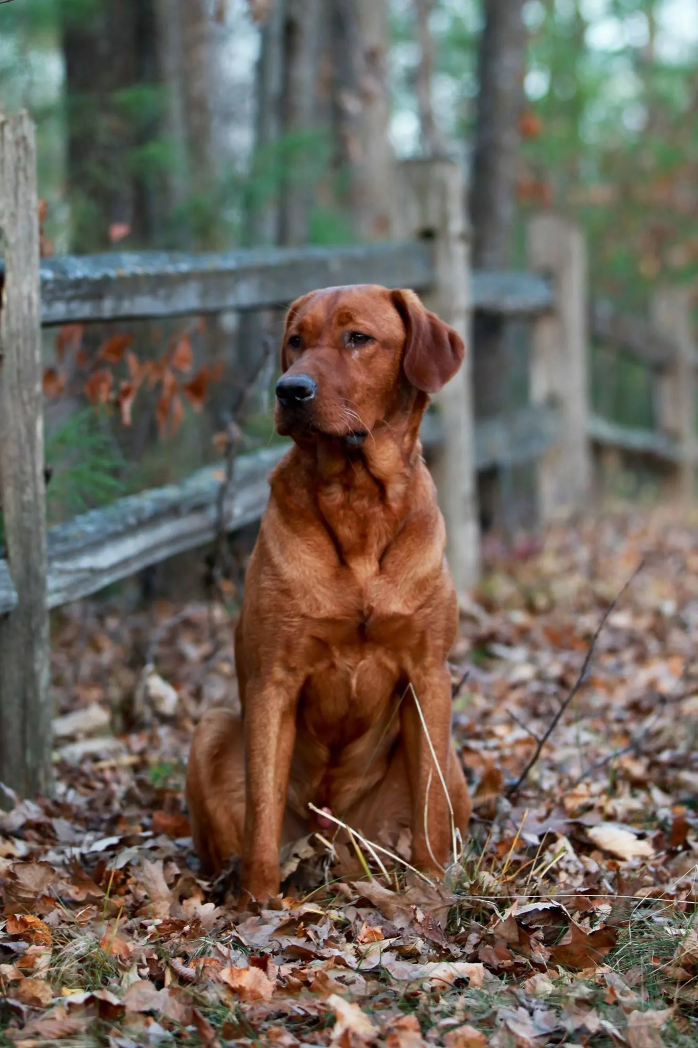 Quick Trigger Kennels photo 97