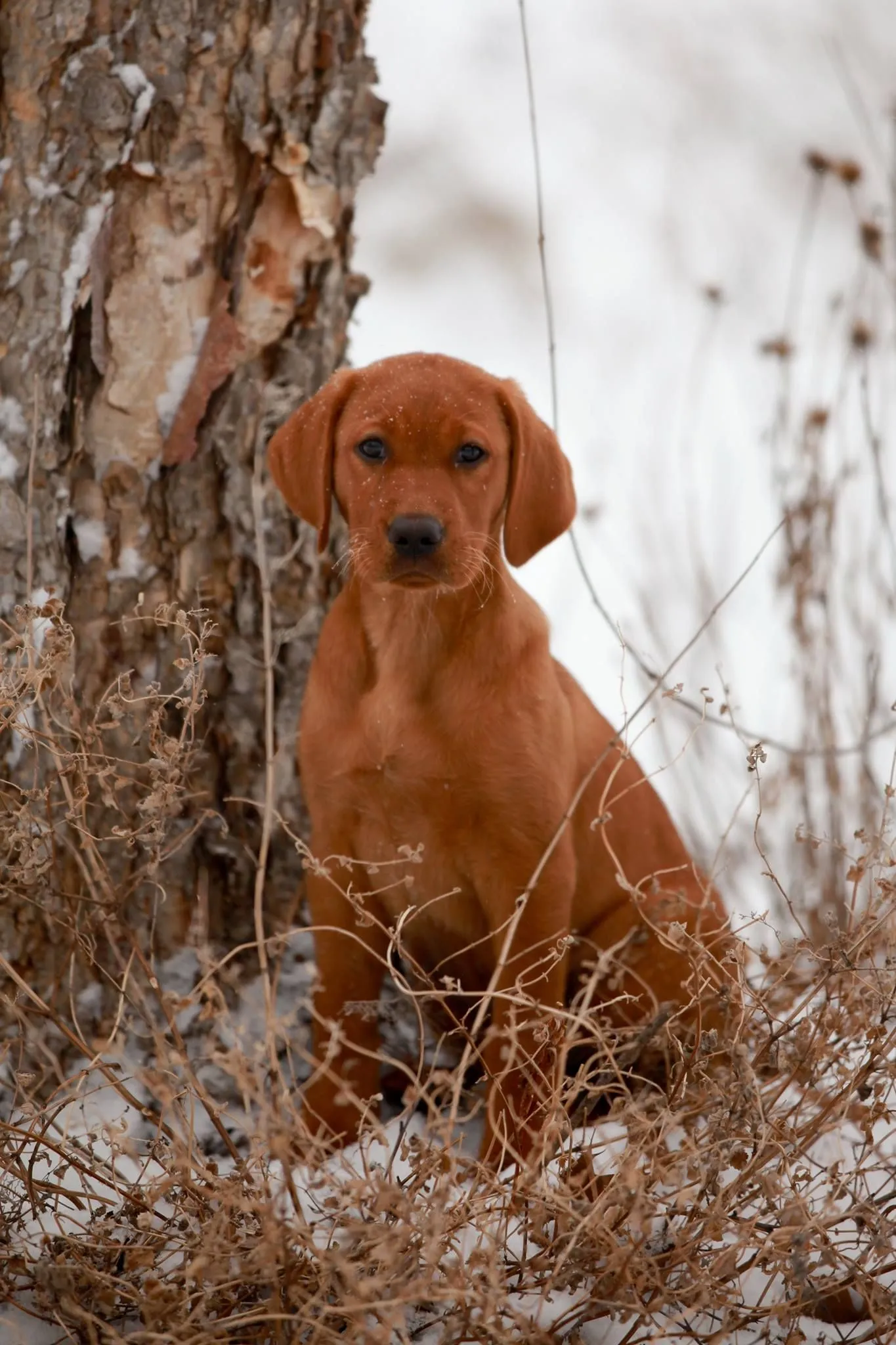 Quick Trigger Kennels photo 98