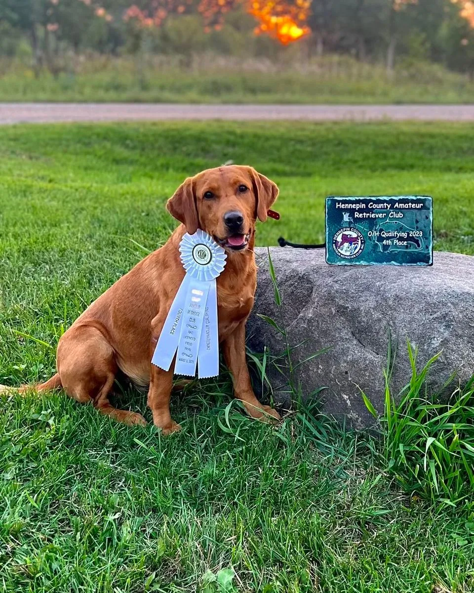 Quick Trigger Kennels photo 100