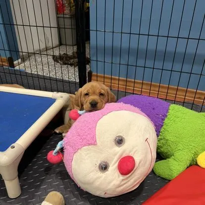 Quick Trigger Kennels photo 101