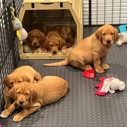 Quick Trigger Kennels photo 102