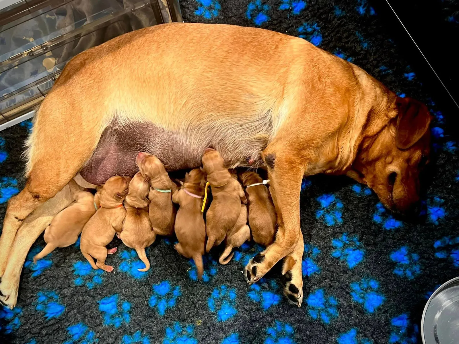 Quick Trigger Kennels photo 103