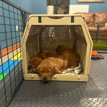 Quick Trigger Kennels photo 106