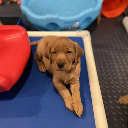 Quick Trigger Kennels photo 107