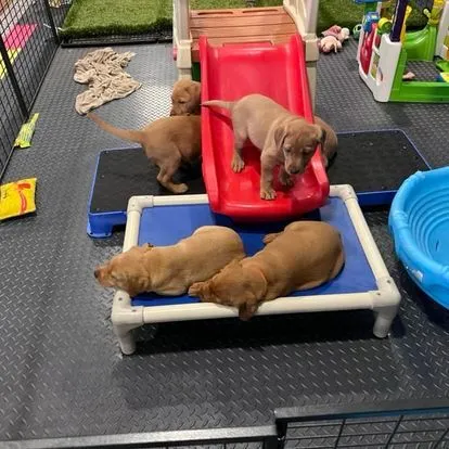 Quick Trigger Kennels photo 108