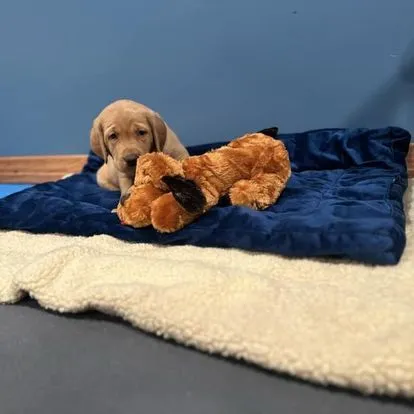 Quick Trigger Kennels photo 109
